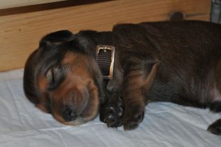 jamniki szczeni�ta